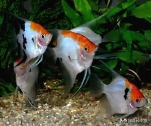 養魚水中加鹽的正確做法