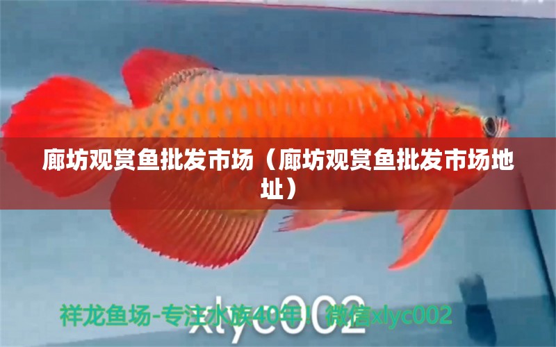 廊坊觀賞魚批發(fā)市場（廊坊觀賞魚批發(fā)市場地址）