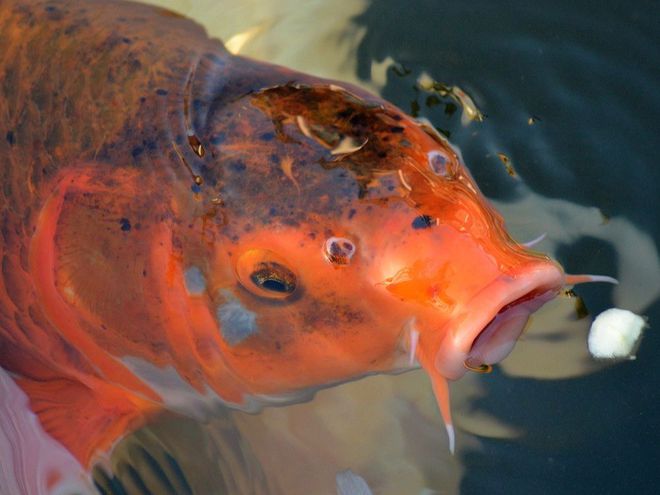觀賞蟲寄生病魚會死嗎_觀賞魚得了寄生蟲病怎么治_觀賞魚寄生蟲病