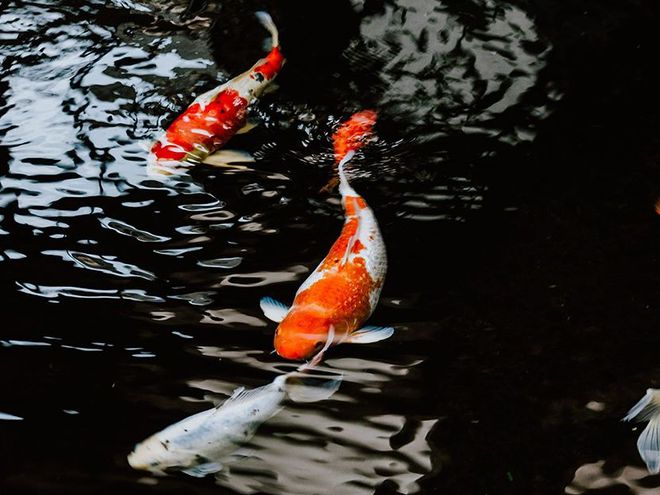 觀賞蟲寄生病魚會死嗎_觀賞魚寄生蟲病_觀賞魚得了寄生蟲病怎么治