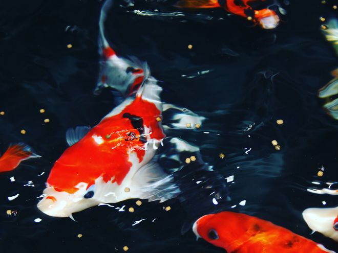 觀賞蟲寄生病魚會死嗎_觀賞魚寄生蟲病_觀賞魚得了寄生蟲病怎么治