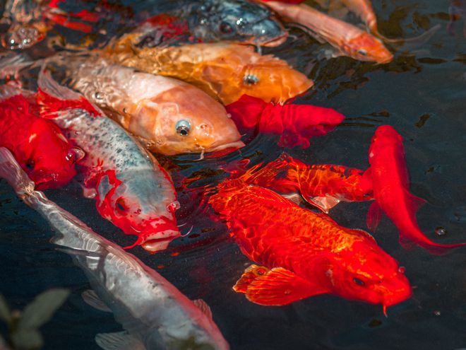 觀賞魚寄生蟲病_觀賞蟲寄生病魚會死嗎_觀賞魚得了寄生蟲病怎么治