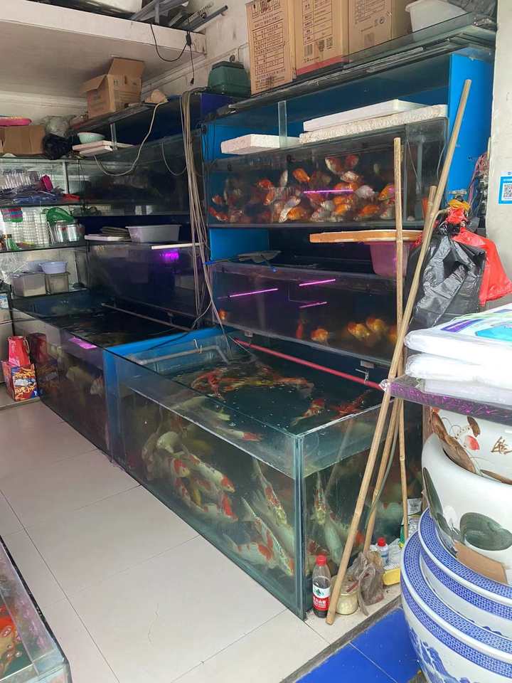 觀賞魚門店_觀賞魚店適合開在什么位置_觀賞魚店面
