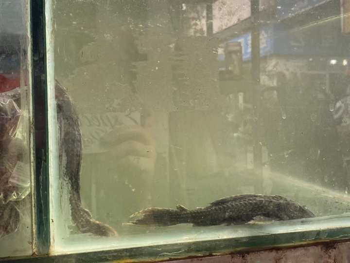 觀賞魚店面_觀賞魚店適合開在什么位置_觀賞魚門店