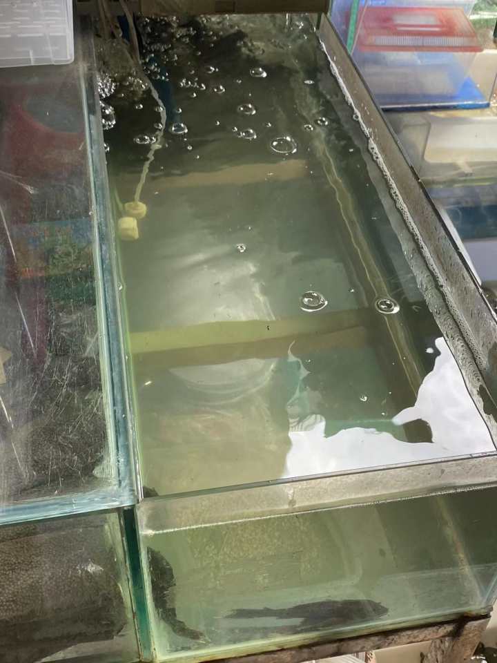 觀賞魚店面_觀賞魚店適合開在什么位置_觀賞魚門店