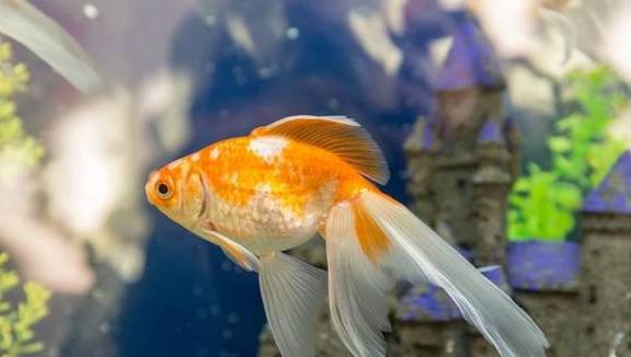 養魚百家問題：觀賞魚會撐死嗎？最長能耐饑餓多久不喂？看完就懂