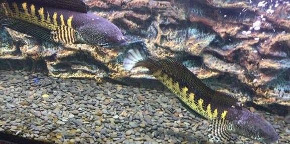 觀賞死魚圖片_觀賞魚死亡_觀賞魚死