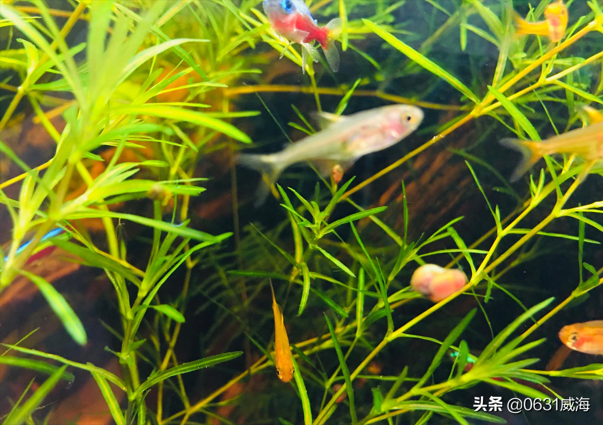 新手養魚原生魚盡量不要與我們的熱帶魚混養，對熱帶魚的影響很大