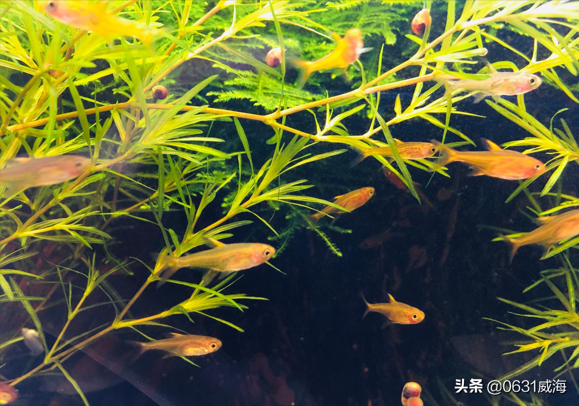 熱帶觀賞魚能吃嗎_熱帶觀賞魚吃水草嗎_熱帶觀賞魚吃什么