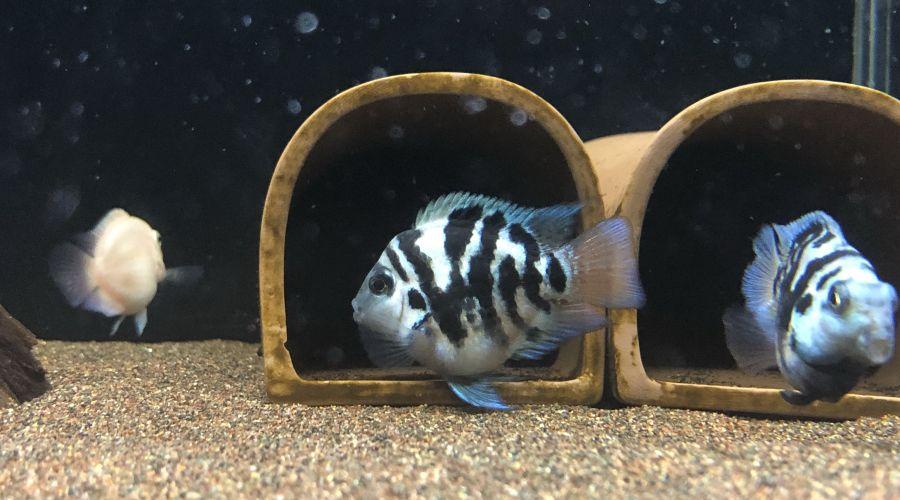 好繁殖的觀賞魚嗎_繁殖觀賞魚好不好_繁殖的觀賞魚