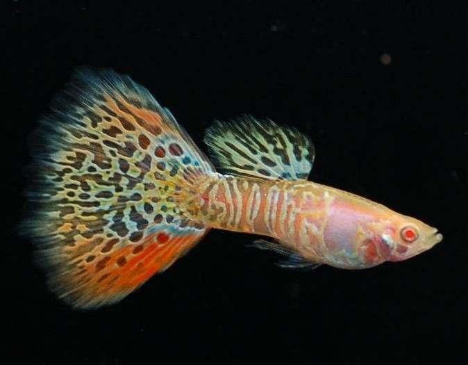 繁殖觀賞魚好不好_繁殖的觀賞魚_好繁殖的觀賞魚嗎