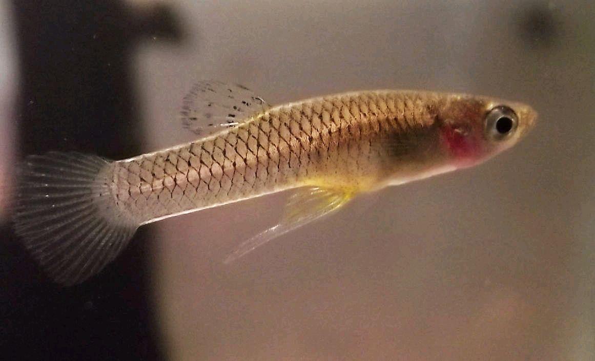好繁殖的觀賞魚嗎_繁殖的觀賞魚_繁殖觀賞魚好不好