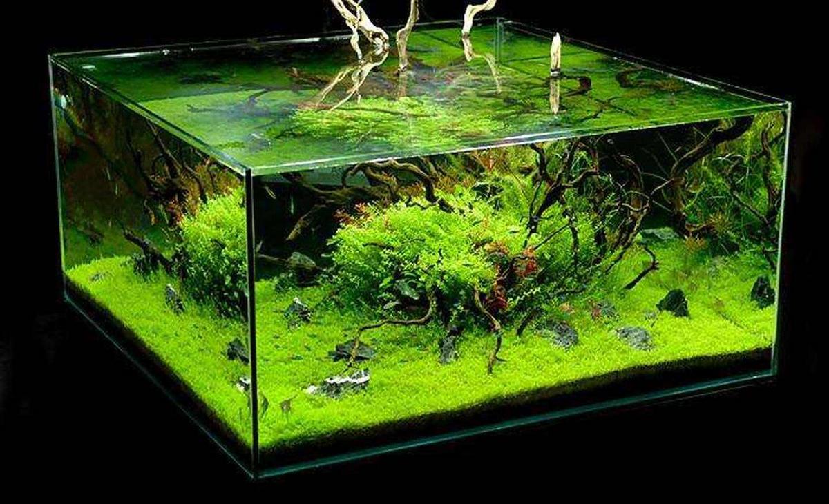 好繁殖的觀賞魚嗎_繁殖的觀賞魚_繁殖觀賞魚好不好