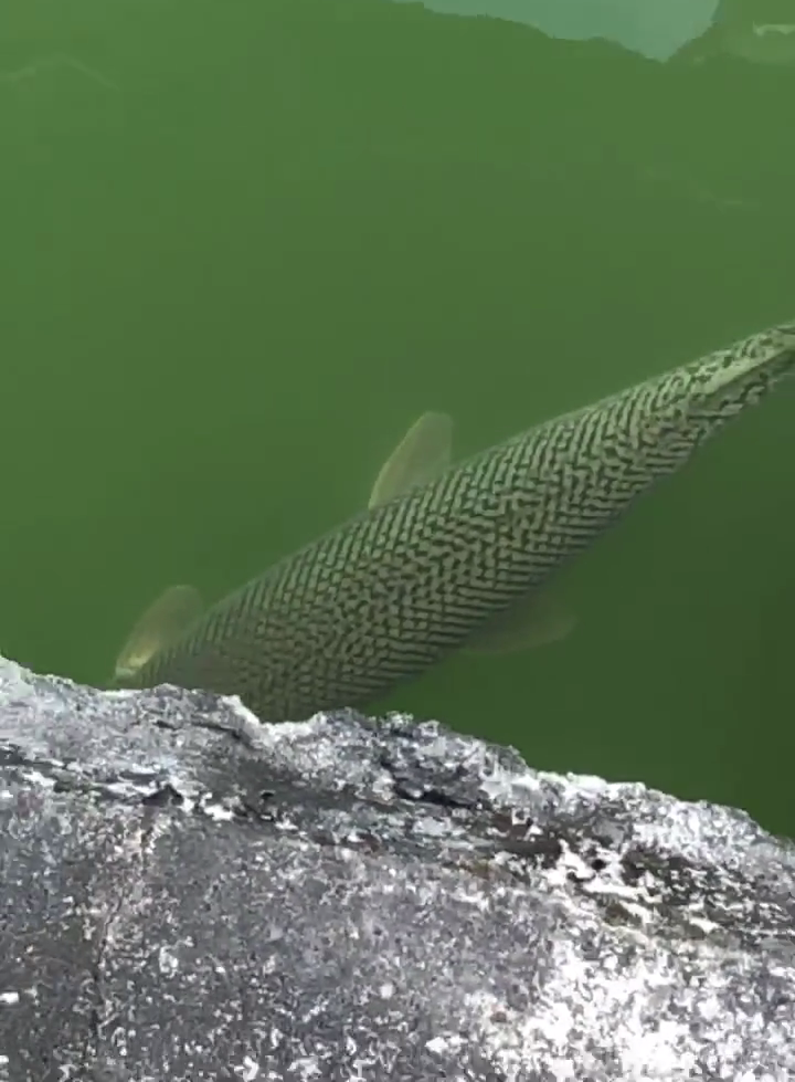 誰放的？泉州景區(qū)小湖出現(xiàn)大型肉食魚，游客：至少一米長、幾十斤