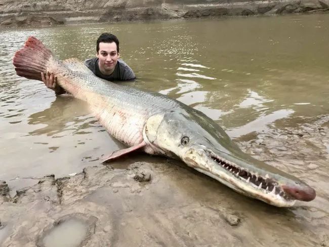 肉食的觀賞魚_觀賞肉食魚大全_觀賞肉食魚有哪些品種