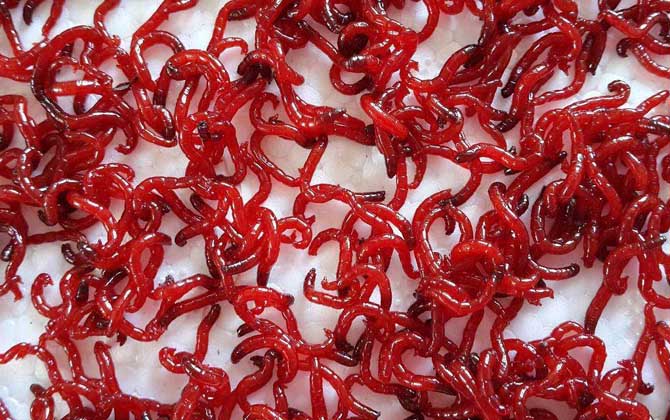 養(yǎng)魚紅蟲_觀賞魚喂紅蟲_養(yǎng)魚的紅蟲怎么繁殖