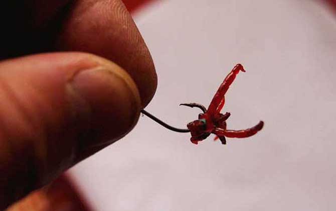 養(yǎng)魚紅蟲_觀賞魚喂紅蟲_養(yǎng)魚的紅蟲怎么繁殖