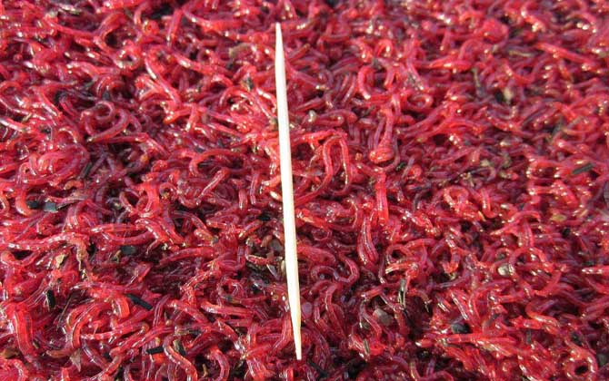養(yǎng)魚紅蟲_養(yǎng)魚的紅蟲怎么繁殖_觀賞魚喂紅蟲