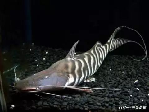 觀賞魚飼養密度大，又是一群吃貨，魚缸的水質如何有效保持？