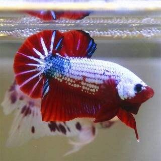 高錳酸鉀 觀賞魚_魚高錳酸鉀_養魚的高錳酸鉀
