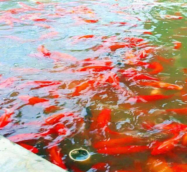 高錳酸鉀 觀賞魚_養魚的高錳酸鉀_魚高錳酸鉀