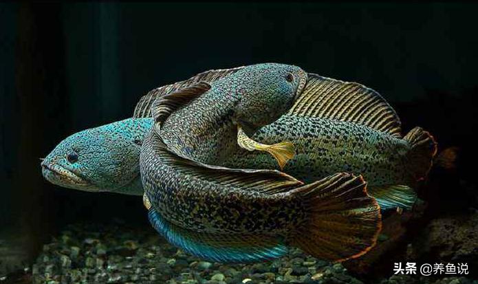 觀賞魚哪有賣的_賣魚觀賞魚_賣觀賞魚掙錢嗎