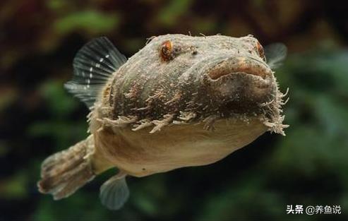 賣觀賞魚掙錢嗎_觀賞魚哪有賣的_賣魚觀賞魚