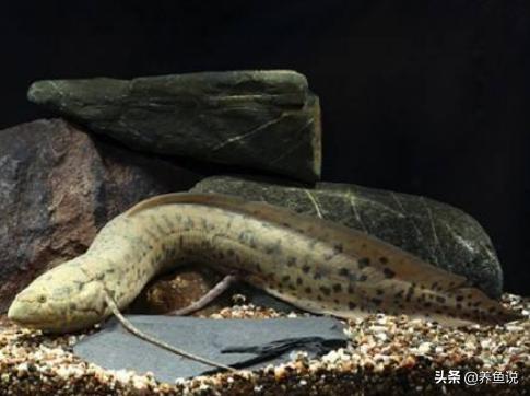 賣觀賞魚掙錢嗎_賣魚觀賞魚_觀賞魚哪有賣的