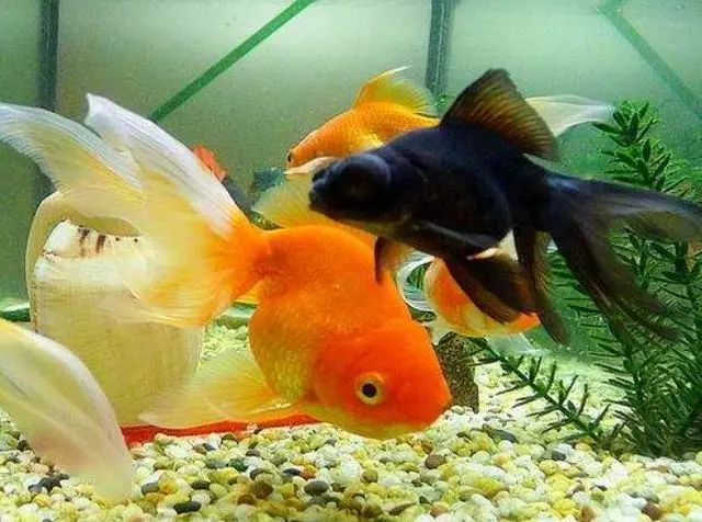 觀賞魚冷水魚有哪些_觀賞魚冷水_魚冷水觀賞有哪些品種