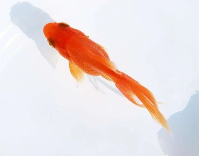 觀賞魚冷水_觀賞魚冷水魚有哪些_魚冷水觀賞有哪些品種
