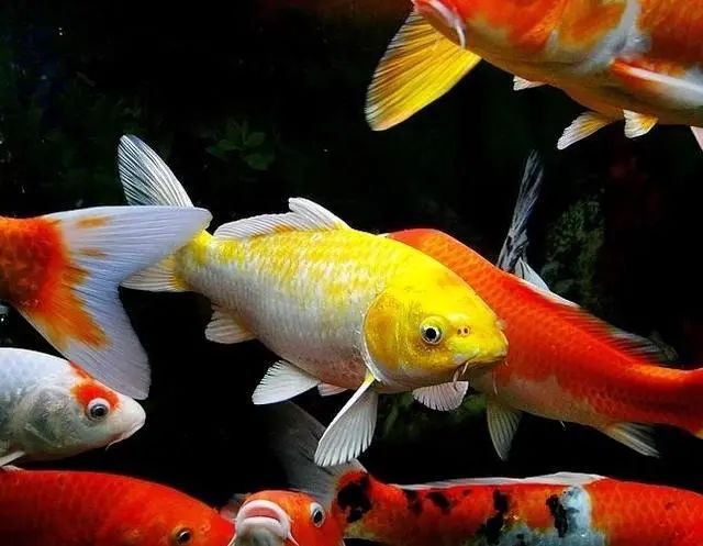 魚冷水觀賞有哪些品種_觀賞魚冷水魚有哪些_觀賞魚冷水