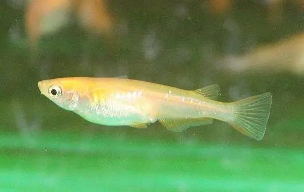 魚冷水觀賞有哪些品種_觀賞魚冷水魚有哪些_觀賞魚冷水