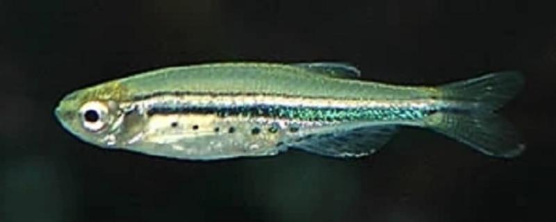 噴點(diǎn)斑馬魚好不好養(yǎng)，飼養(yǎng)難度較小