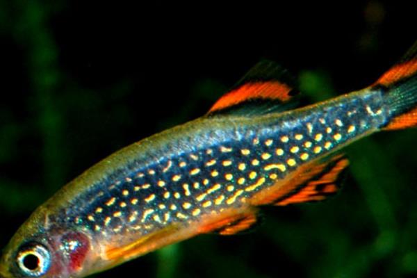 觀賞養(yǎng)魚(yú)好斑馬魚(yú)能長(zhǎng)多大_斑馬魚(yú)觀賞魚(yú)好養(yǎng)嗎_斑馬魚(yú)好養(yǎng)嗎