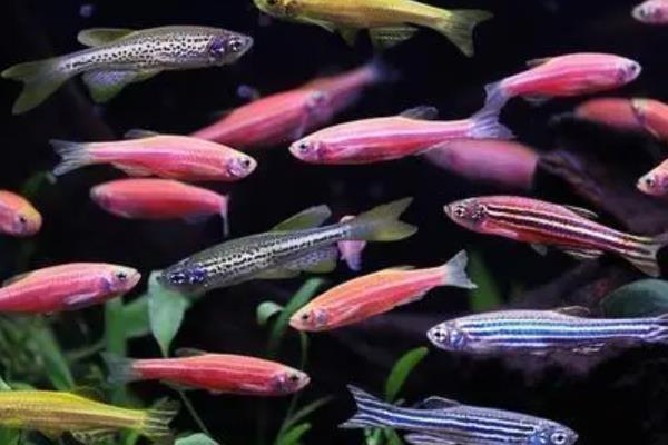 觀賞養(yǎng)魚(yú)好斑馬魚(yú)能長(zhǎng)多大_斑馬魚(yú)好養(yǎng)嗎_斑馬魚(yú)觀賞魚(yú)好養(yǎng)嗎