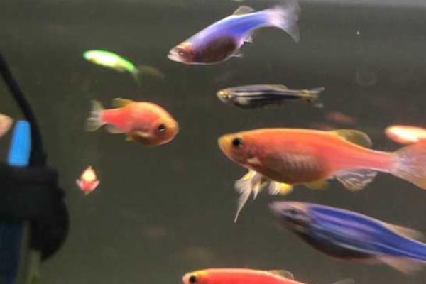 觀賞養(yǎng)魚(yú)好斑馬魚(yú)能長(zhǎng)多大_斑馬魚(yú)觀賞魚(yú)好養(yǎng)嗎_斑馬魚(yú)好養(yǎng)嗎