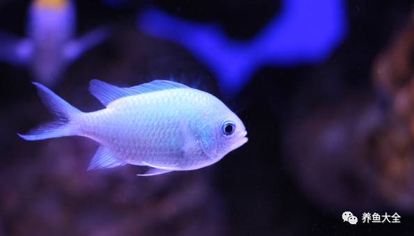 養小型觀賞魚費錢嘛_養小型觀賞魚要什么裝備_小型觀賞魚什么好養