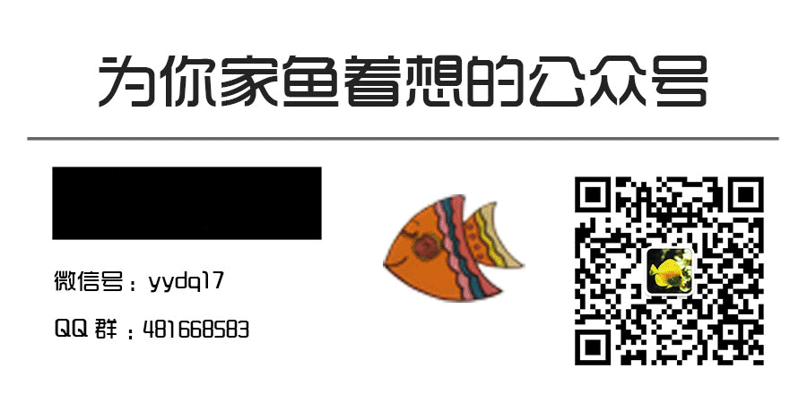 養小型觀賞魚費錢嘛_養小型觀賞魚要什么裝備_小型觀賞魚什么好養