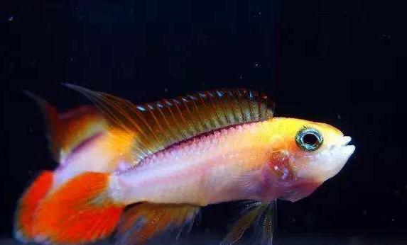 如何入手高品質觀賞魚我沒聽錯吧買觀賞魚還有季節性的說法