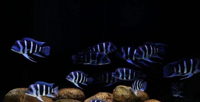 哪里可以買觀賞魚_買的觀賞魚可以送人嗎_買的觀賞魚