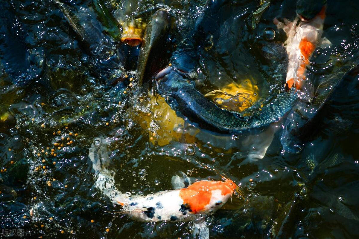 哪種觀賞魚生命力_觀賞魚的生命周期有多長_觀賞魚生命最強的魚