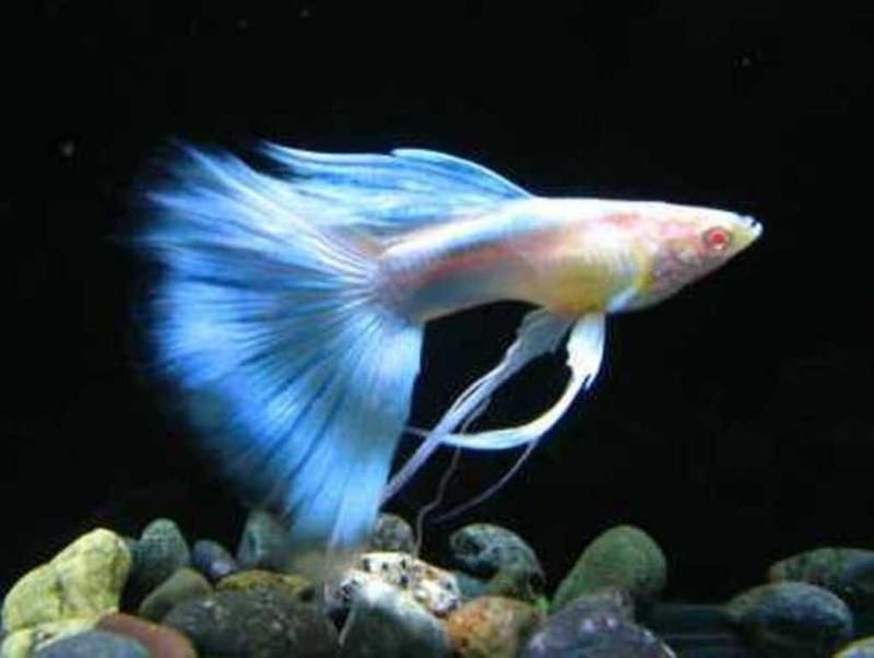 觀賞魚的生命周期有多長_觀賞魚生命最強的魚_哪種觀賞魚生命力