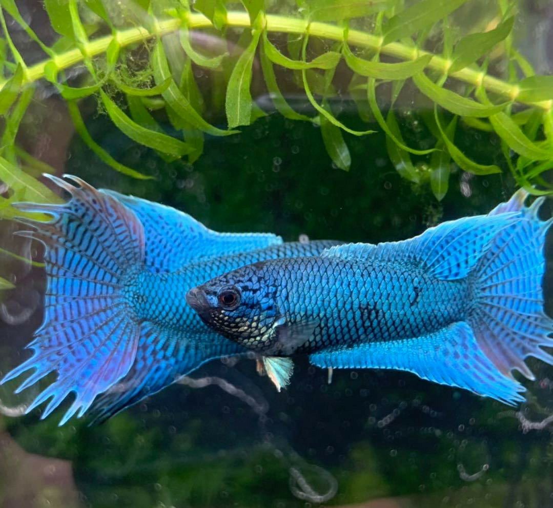 哪種觀賞魚生命力_觀賞魚的生命周期有多長_觀賞魚生命最強的魚