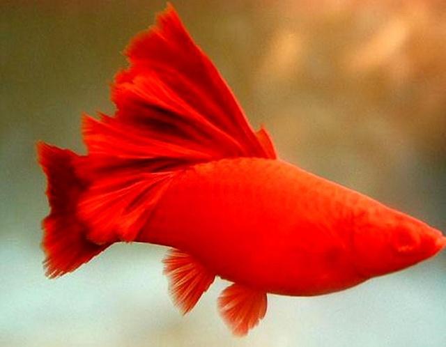 觀賞魚的生命周期有多長_哪種觀賞魚生命力_觀賞魚生命最強的魚