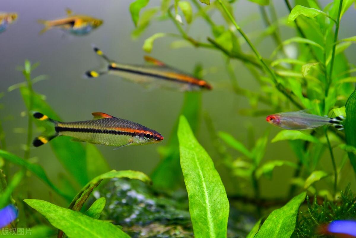 觀賞魚生命最強的魚_哪種觀賞魚生命力_觀賞魚的生命周期有多長