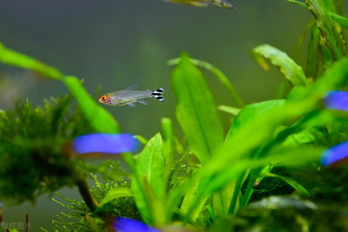 哪種觀賞魚生命力_觀賞魚生命最強的魚_觀賞魚的生命周期有多長