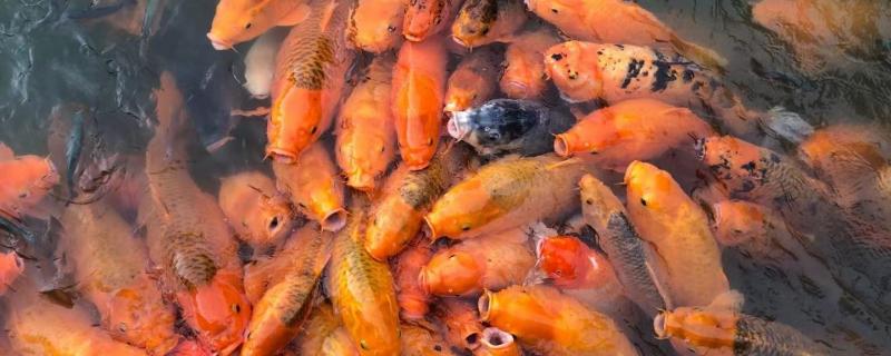 錦鯉從魚苗多久可以養20公分，小錦鯉怎么養大