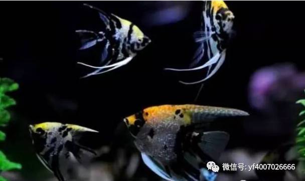養魚四大誤區揭露真相：為什么你的魚總是那么難養