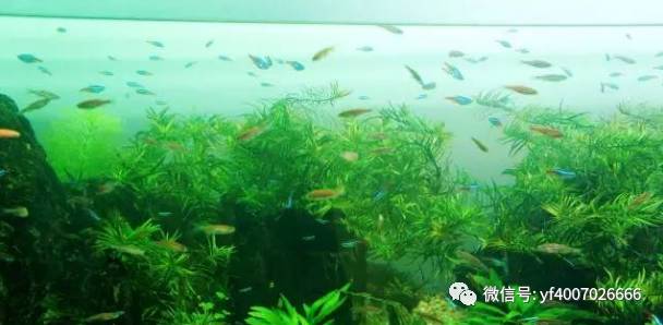 觀賞魚增色吃什么飼料_觀賞魚增色飼料什么牌子好_觀賞魚怎么增色