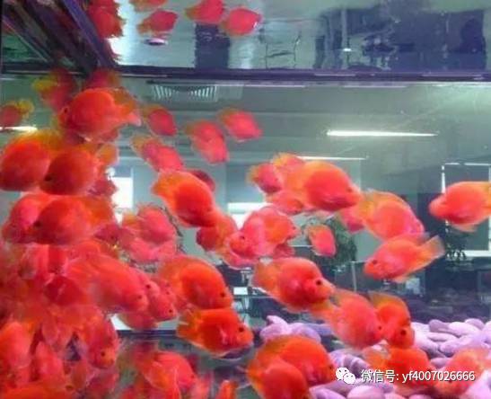 觀賞魚怎么增色_觀賞魚增色飼料什么牌子好_觀賞魚增色吃什么飼料